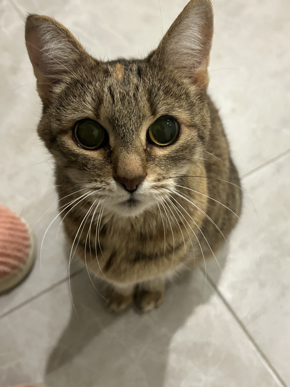 Милый котёнок с серьёзным взглядом